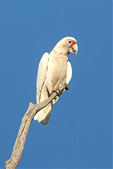 Long-billed Corella