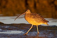 Long-billed Curlew