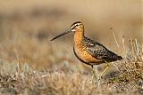 Long-billed Dowitcherborder=