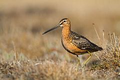 Long-billed Dowitcher