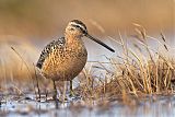 Long-billed Dowitcher