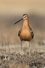 Long-billed Dowitcher