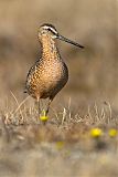 Long-billed Dowitcher