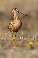 Long-billed Dowitcher