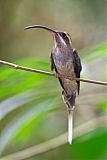 Long-billed Hermit