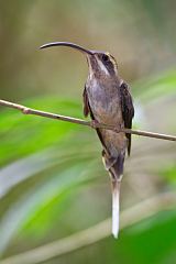 Long-billed Hermit