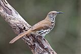 Long-billed Thrasherborder=