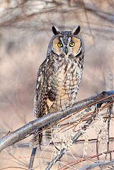 Long-eared Owl