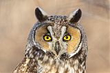 Long-eared Owl