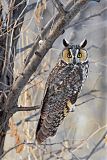 Long-eared Owl