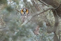Long-eared Owl