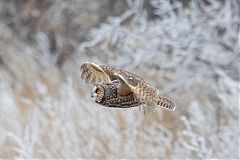 Long-eared Owl