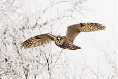 Long-eared Owl