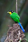 Long-tailed Broadbill