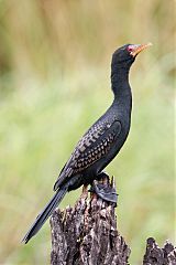 Reed Cormorant