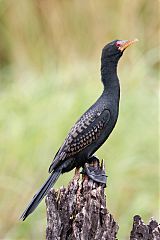 Long-tailed Cormorant