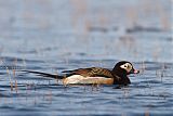 Long-tailed Duck