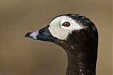 Long-tailed Duckborder=