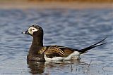 Long-tailed Duckborder=