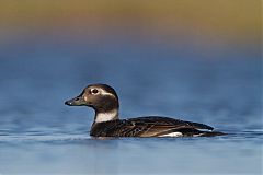 Long-tailed Duck