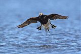 Long-tailed Duckborder=