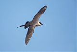 Long-tailed Jaegerborder=