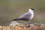 Long-tailed Jaegerborder=