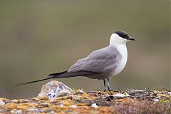 Long-tailed Jaeger