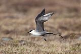 Long-tailed Jaegerborder=