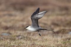 Long-tailed Jaeger