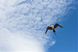 Long-tailed Jaeger