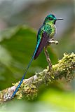 Long-tailed Sylphborder=