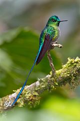 Long-tailed Sylph