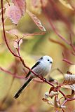 Long-tailed Tit