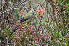 Long-tailed Silky-flycatcher