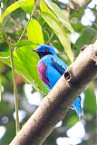 Lovely Cotinga