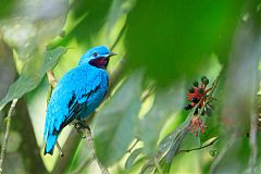 Lovely Cotinga