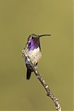 Lucifer Hummingbird