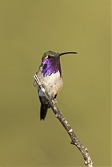 Lucifer Hummingbird