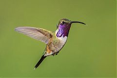Lucifer Hummingbird