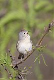 Lucy's Warbler