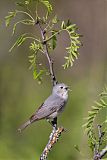 Lucy's Warbler