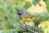 MacGillivray's Warbler