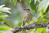 Macleay's Honeyeaterborder=