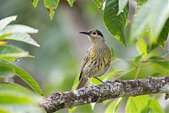 Macleay's Honeyeater