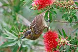 Macleay's Honeyeater