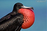 Magnificent Frigatebirdborder=