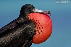 Magnificent Frigatebird