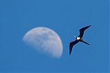 Magnificent Frigatebird