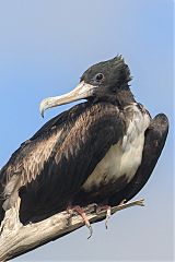 Magnificent Frigatebird